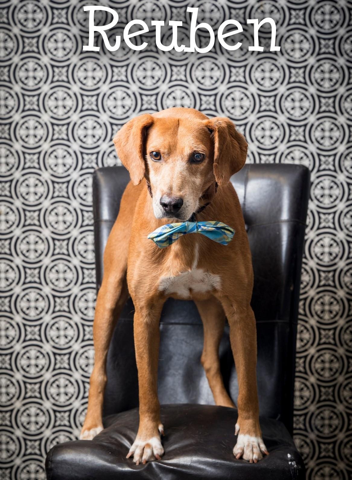 Enlarge Reuben, a Adoptable Mixed Breed in North Myrtle Beach, SC image 3/5