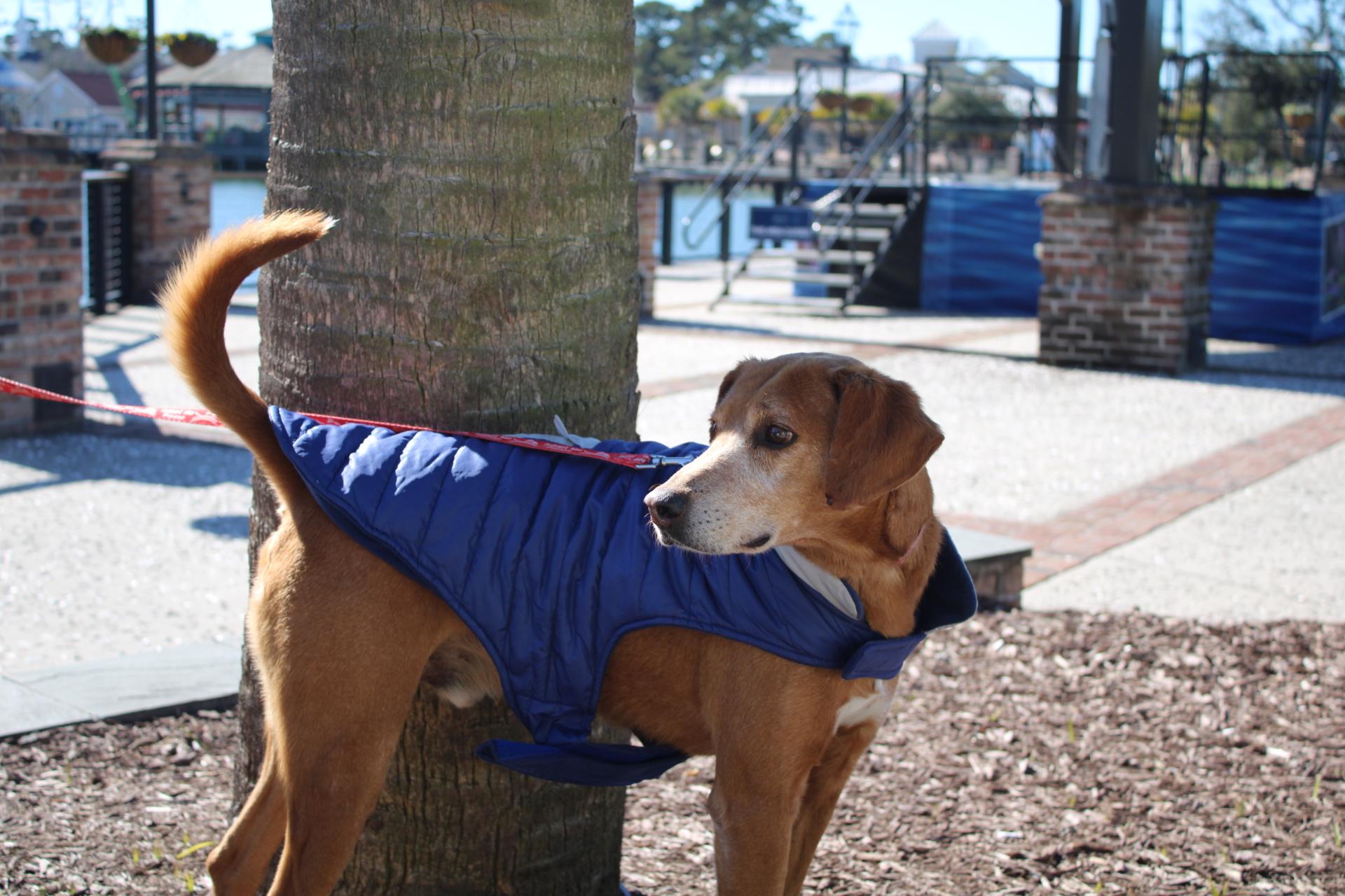 Enlarge Reuben, a Adoptable Mixed Breed in North Myrtle Beach, SC image 3/6