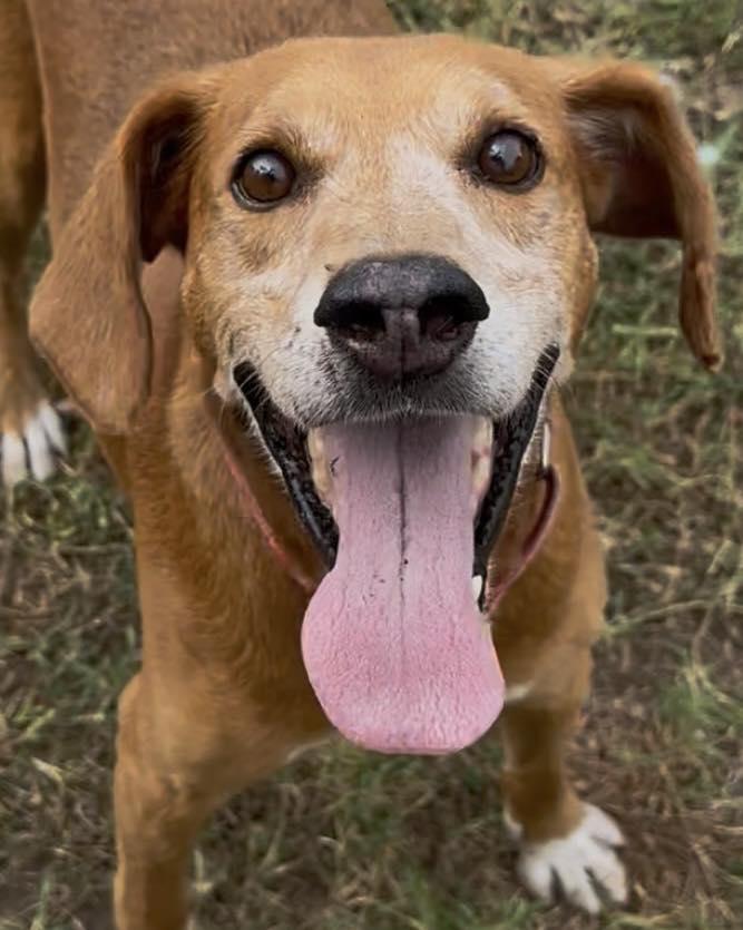 Enlarge Reuben, a Adoptable Mixed Breed in North Myrtle Beach, SC image 3/6