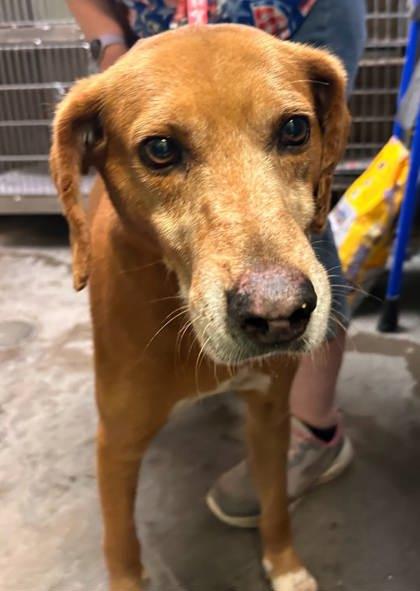 Enlarge Reuben, a Adoptable Mixed Breed in North Myrtle Beach, SC image 5/5