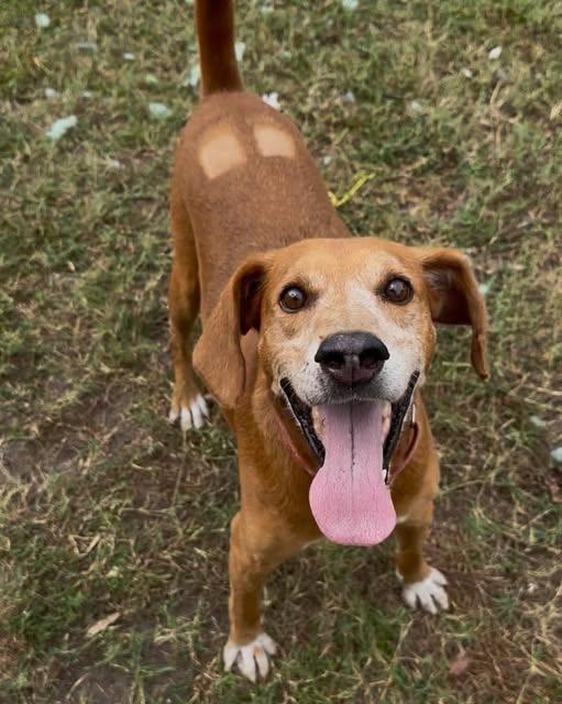 Enlarge Reuben, a Adoptable Mixed Breed in North Myrtle Beach, SC image 4/5