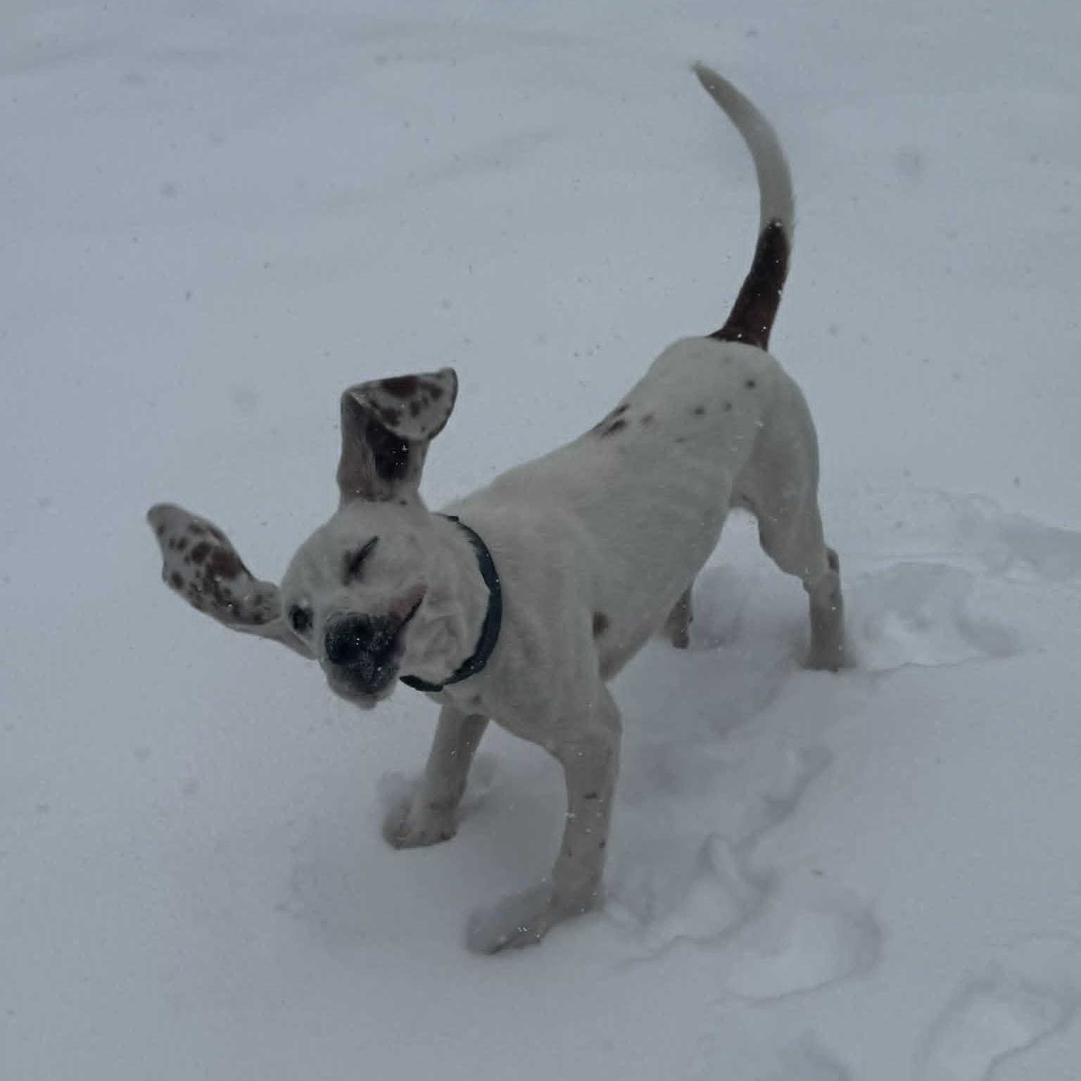 Bo, ADOPTABLE, Puppy Male Hound.