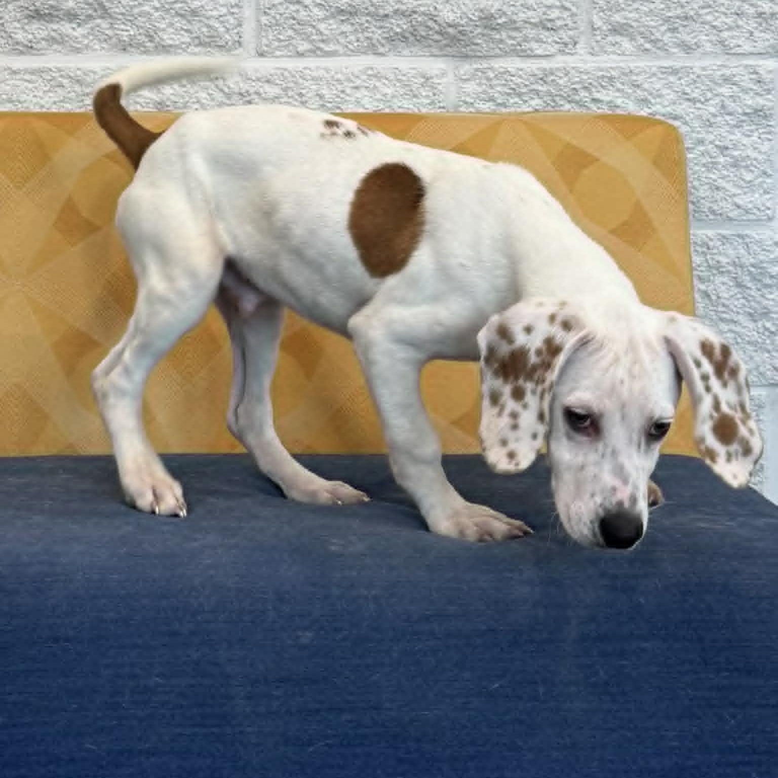 Enlarge Bo, a ADOPTABLE mixed breed in Danbury, CT image 4/5