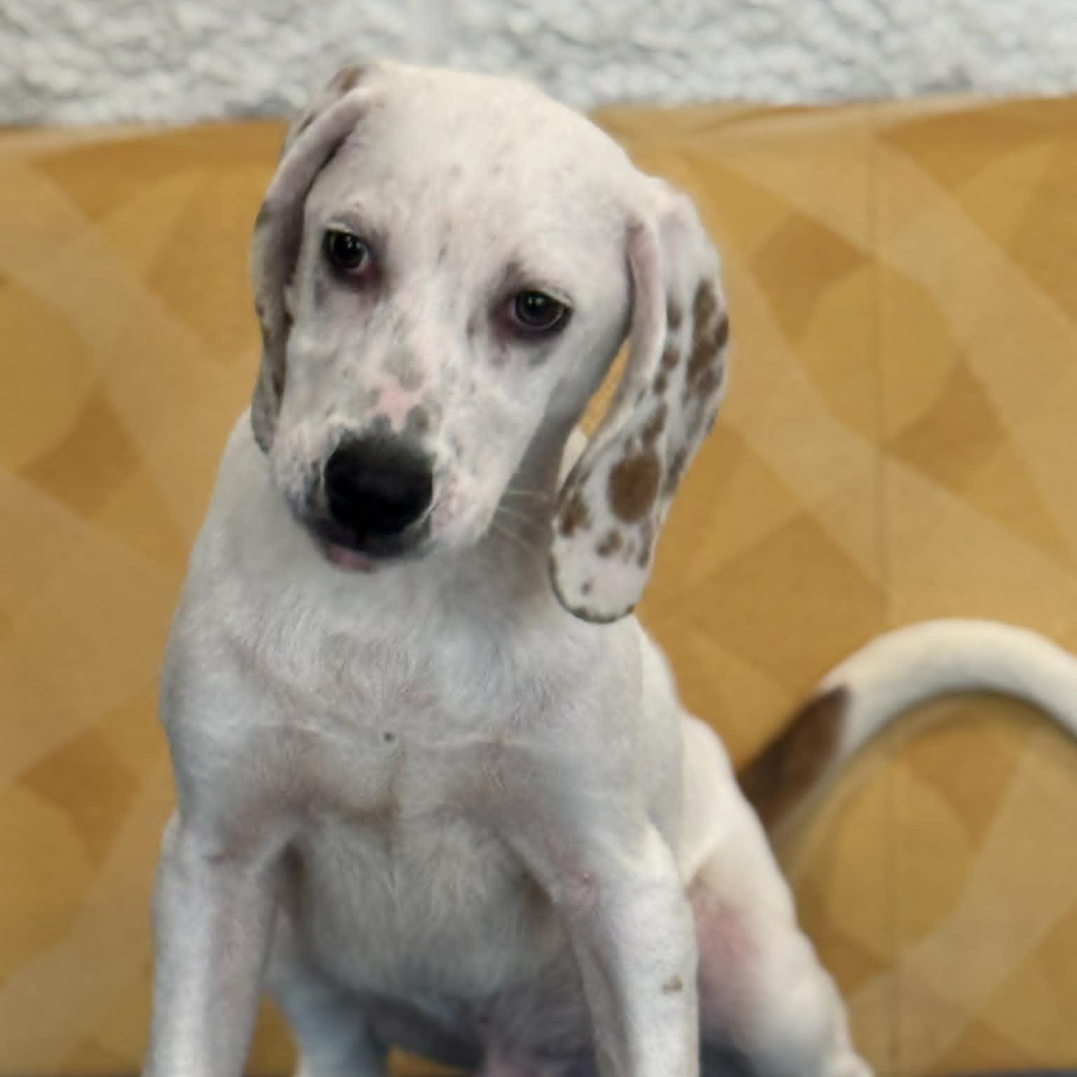 Enlarge Bo, a ADOPTABLE mixed breed in Danbury, CT image 2/5