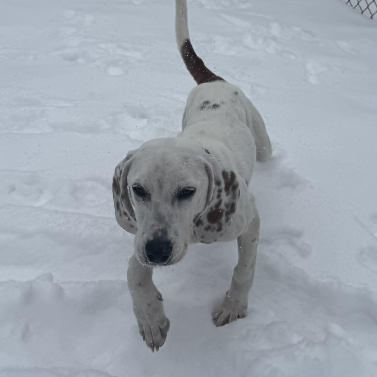 Enlarge Dog of the Month!, a ADOPTABLE mixed breed in Danbury, CT image 2/5