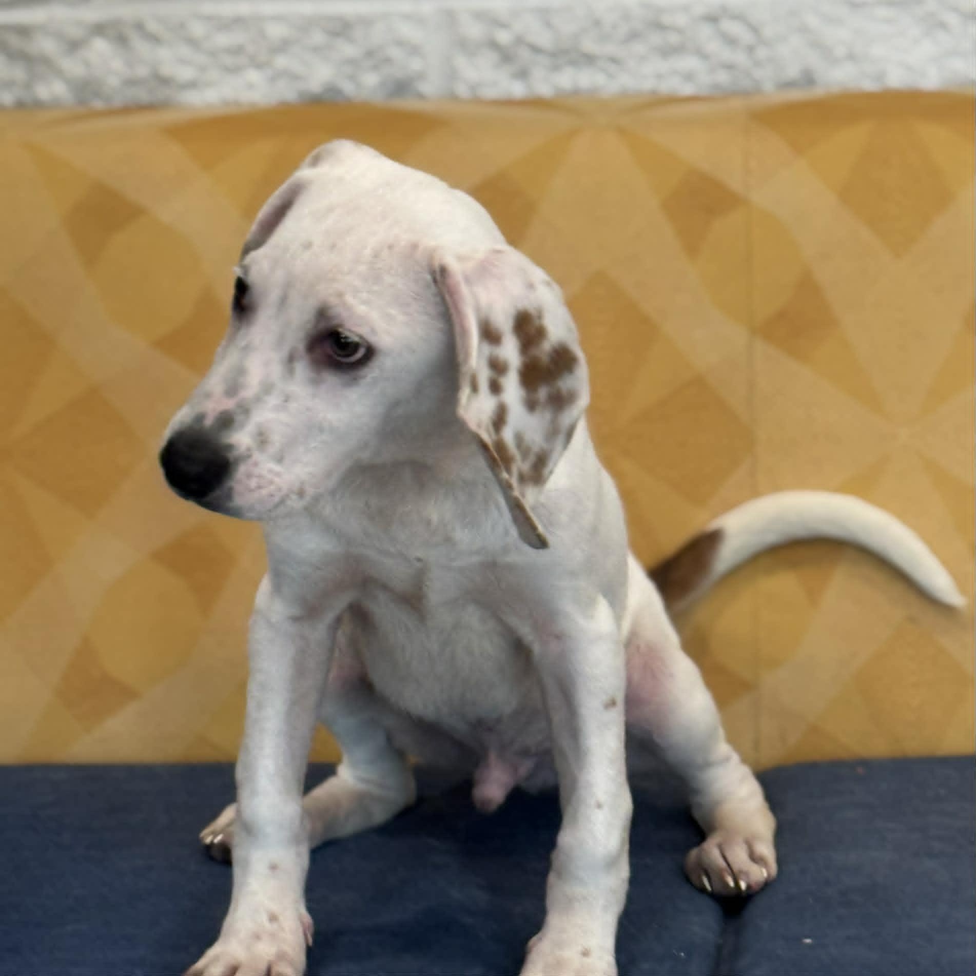 Enlarge Bo, a ADOPTABLE mixed breed in Danbury, CT image 5/5