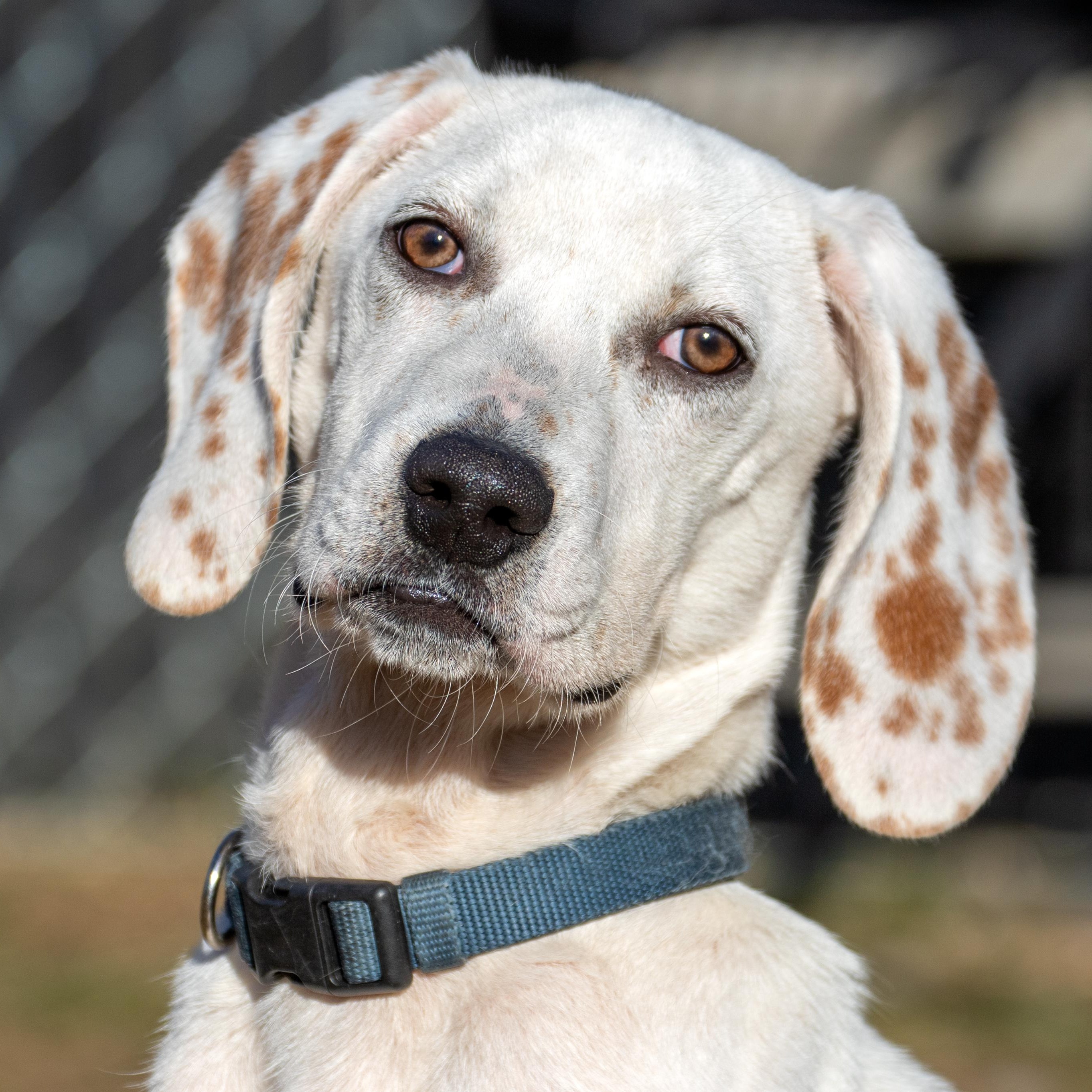 Bo, ADOPTABLE, Puppy Male Hound.
