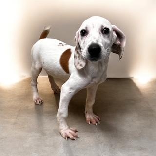 Enlarge Bo, a ADOPTABLE mixed breed in Danbury, CT image 1/5