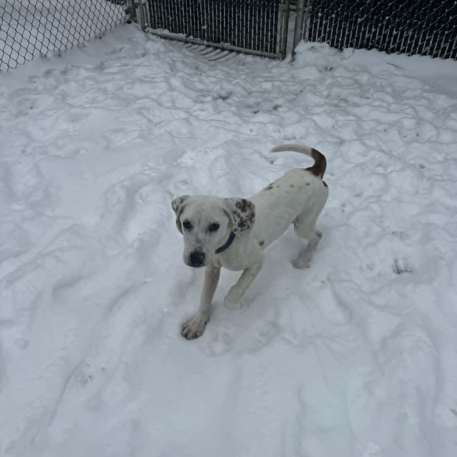 Enlarge Dog of the Month!, a ADOPTABLE mixed breed in Danbury, CT image 3/5