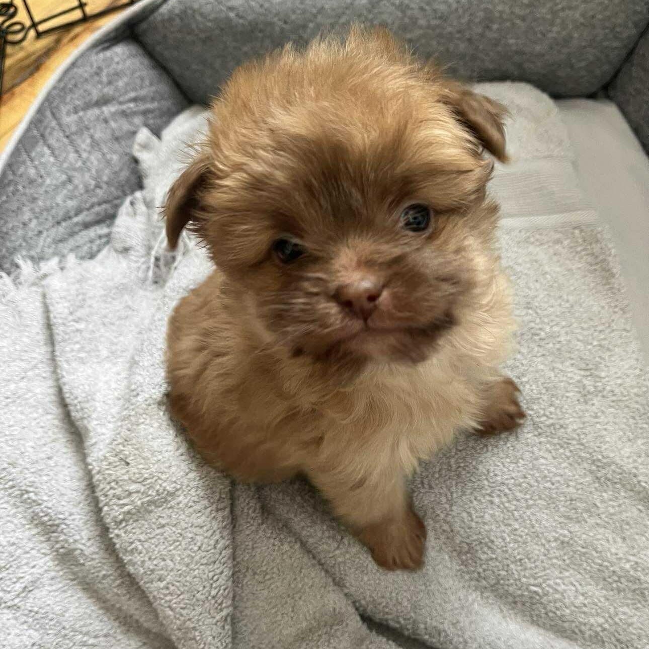 Enlarge Bear, a ADOPTABLE mixed breed in Homer Glen, IL image 3/4