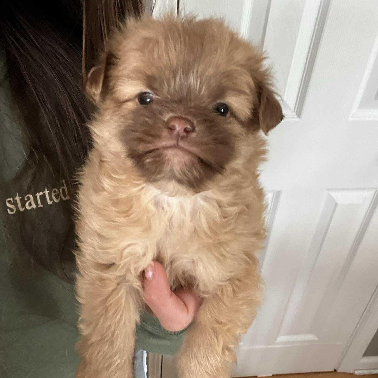Bear, ADOPTABLE, Puppy Male Shih Tzu & Lhasa Apso.