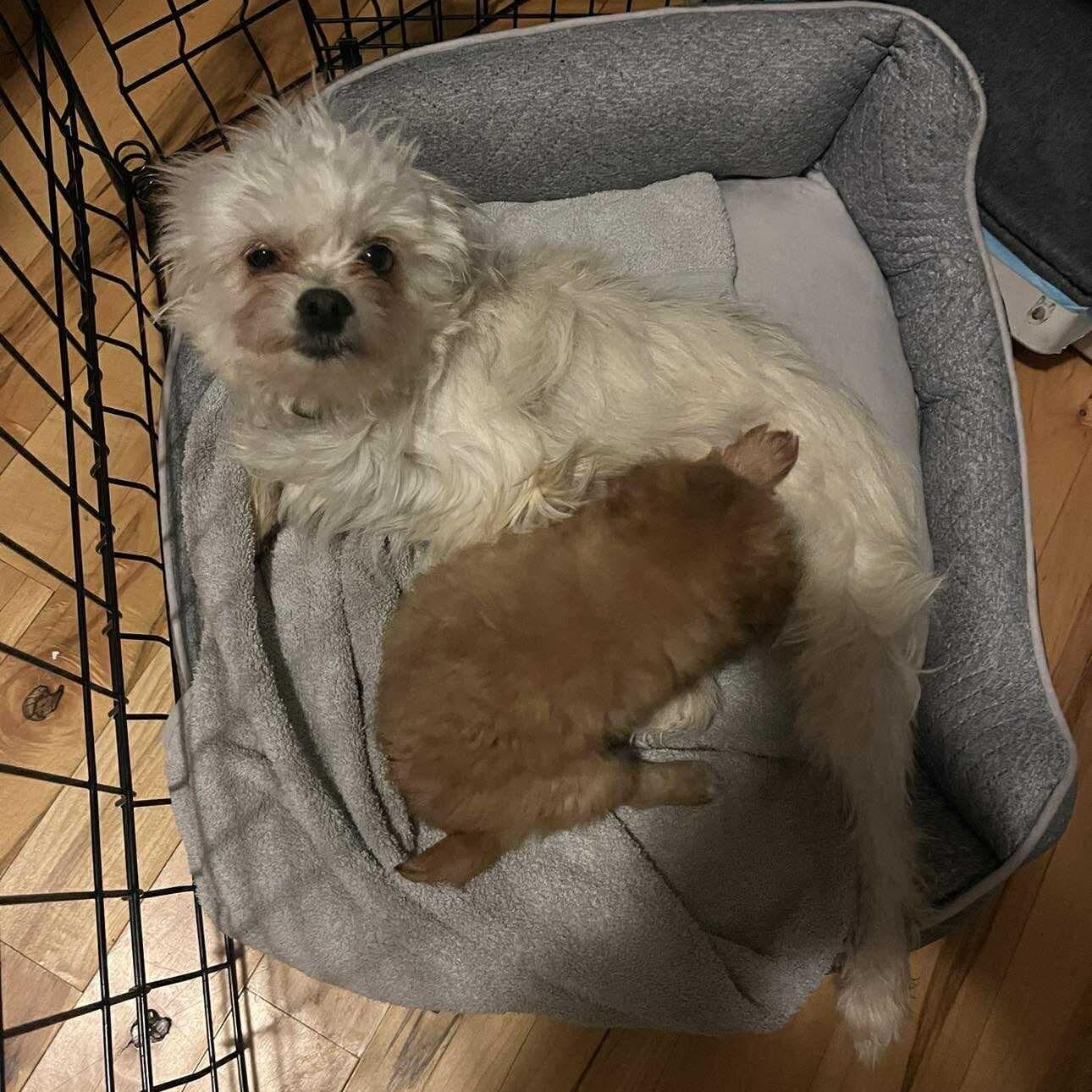 Enlarge Bear, a ADOPTABLE mixed breed in Homer Glen, IL image 4/4