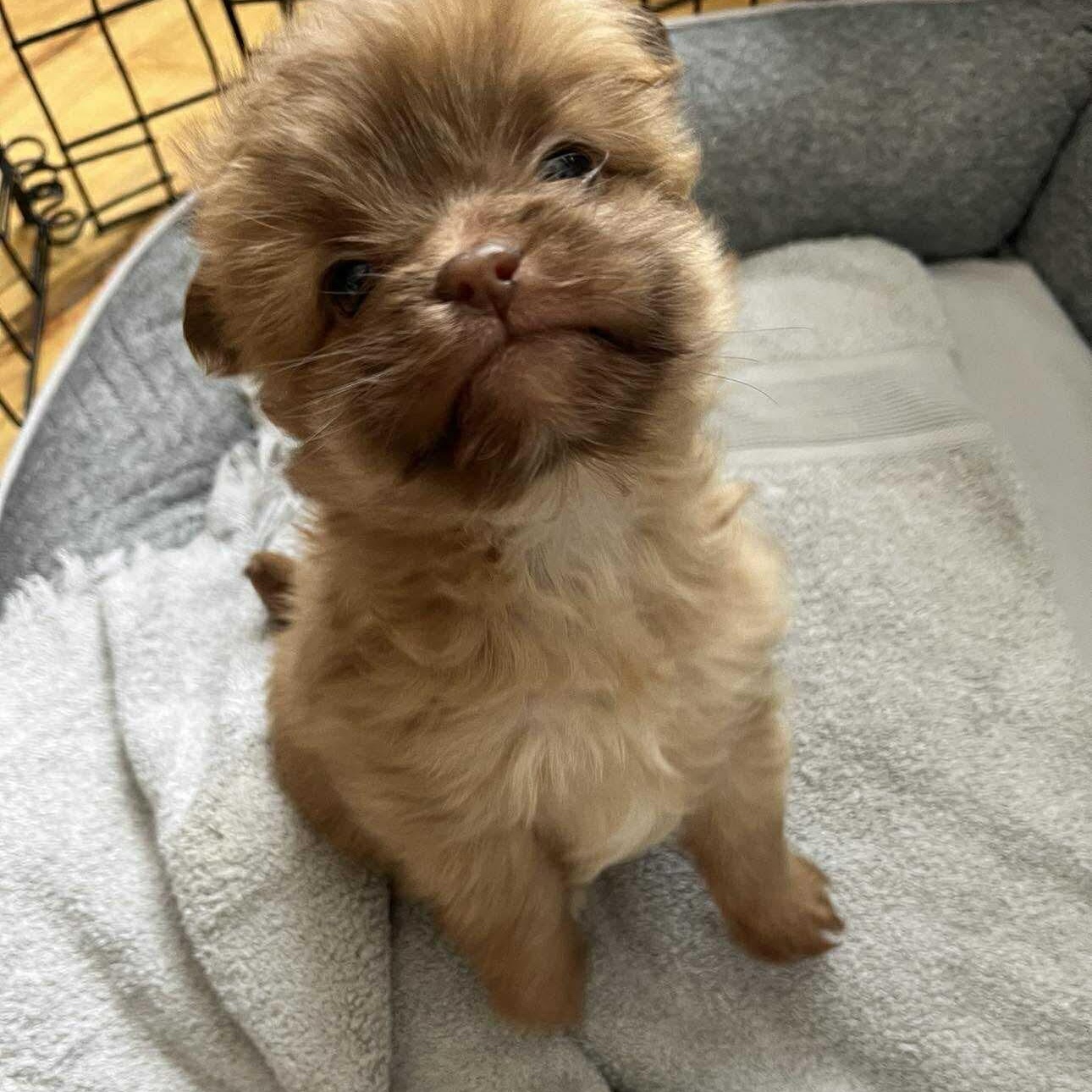 Enlarge Bear, a ADOPTABLE mixed breed in Homer Glen, IL image 2/4