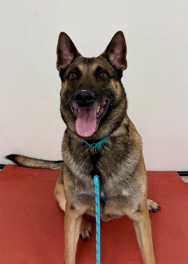 Hugo (in Foster), Adoptable, Adult Male Belgian Shepherd / Malinois.