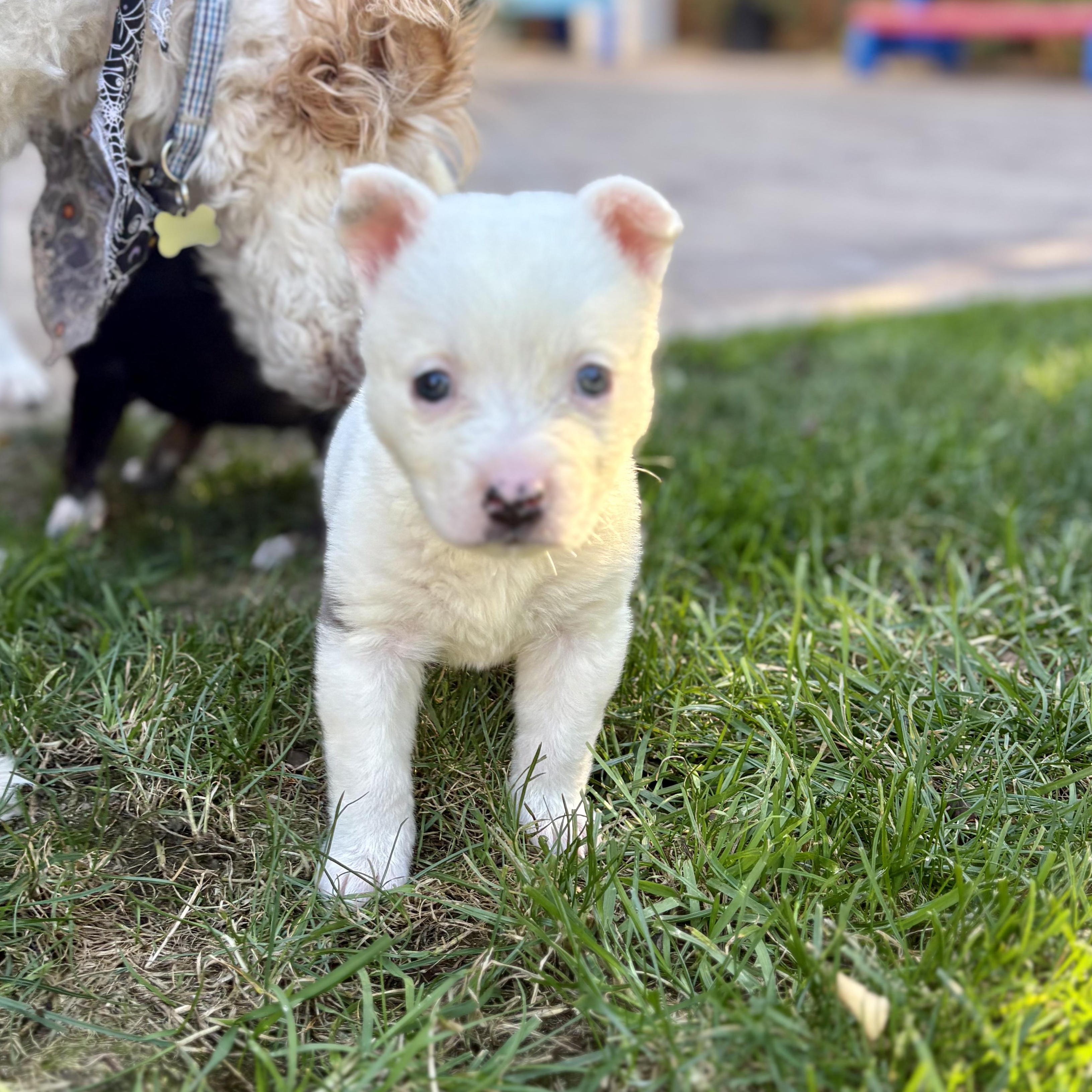 BLANCA, adopted, Puppy Female American Staffordshire Terrier & German Shepherd Dog.