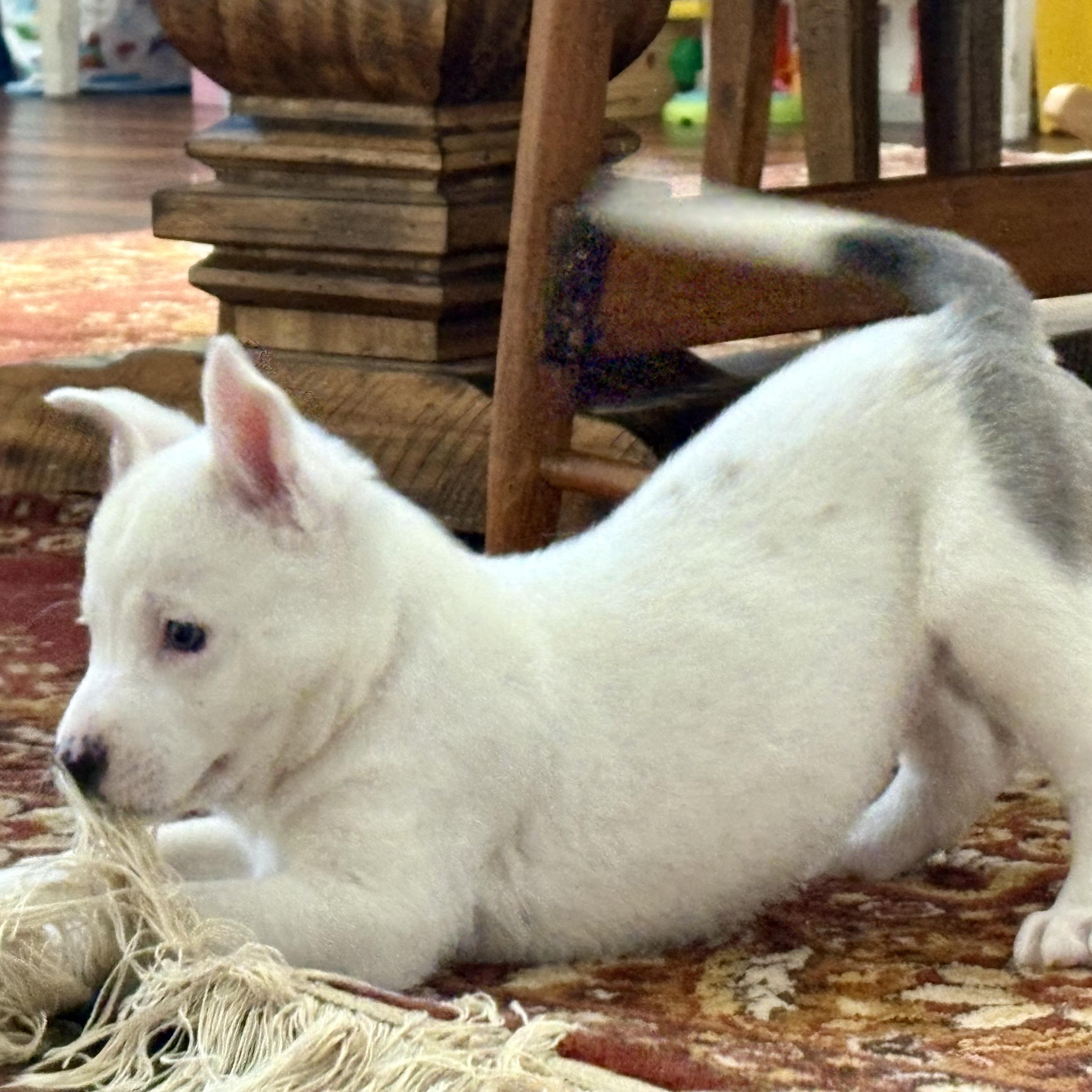 Enlarge BLANCA, an adopted mixed breed in Morgan Hill, CA image 3/6