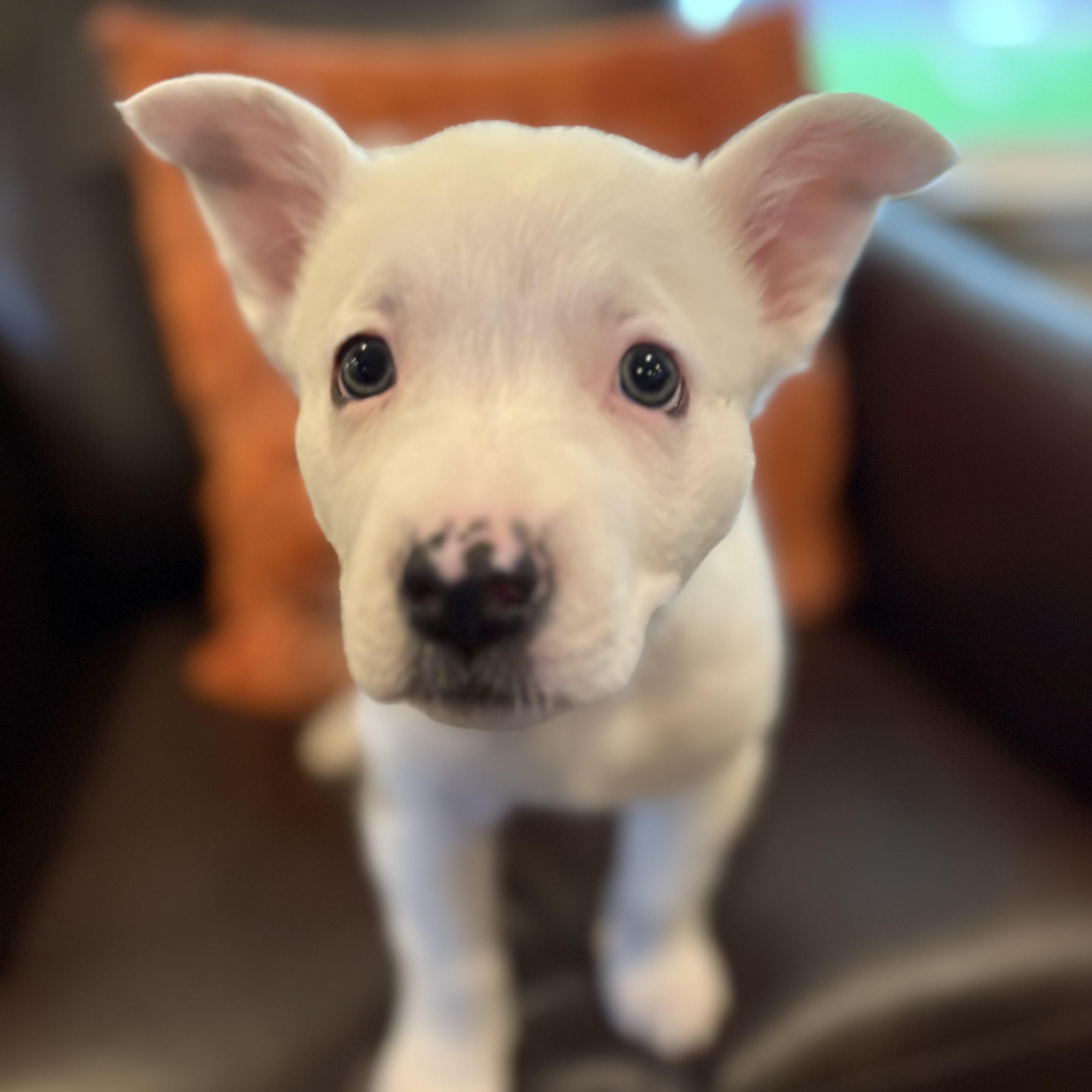 Enlarge BLANCA, an adopted mixed breed in Morgan Hill, CA image 4/6