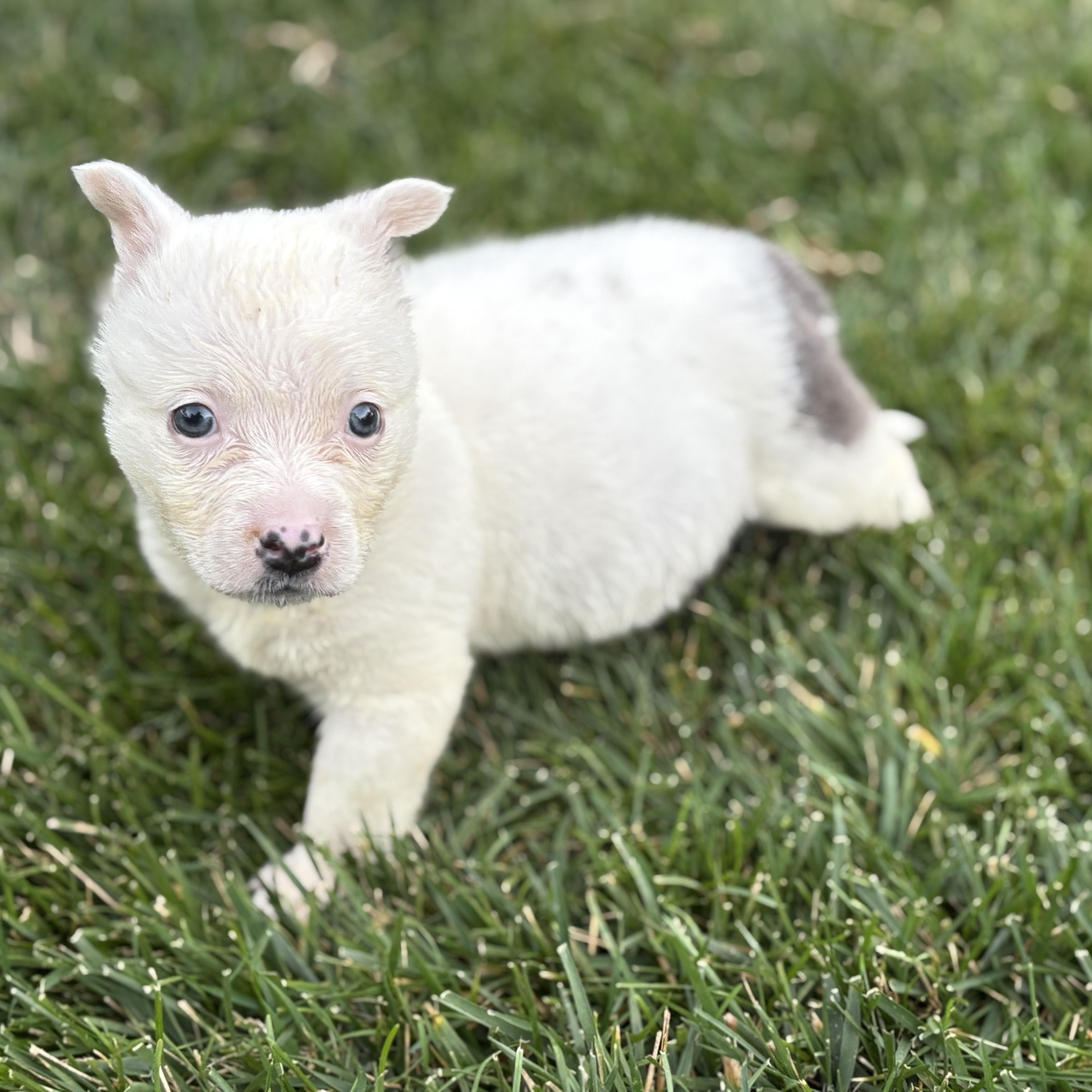 Enlarge BLANCA, an adopted mixed breed in Morgan Hill, CA image 5/6