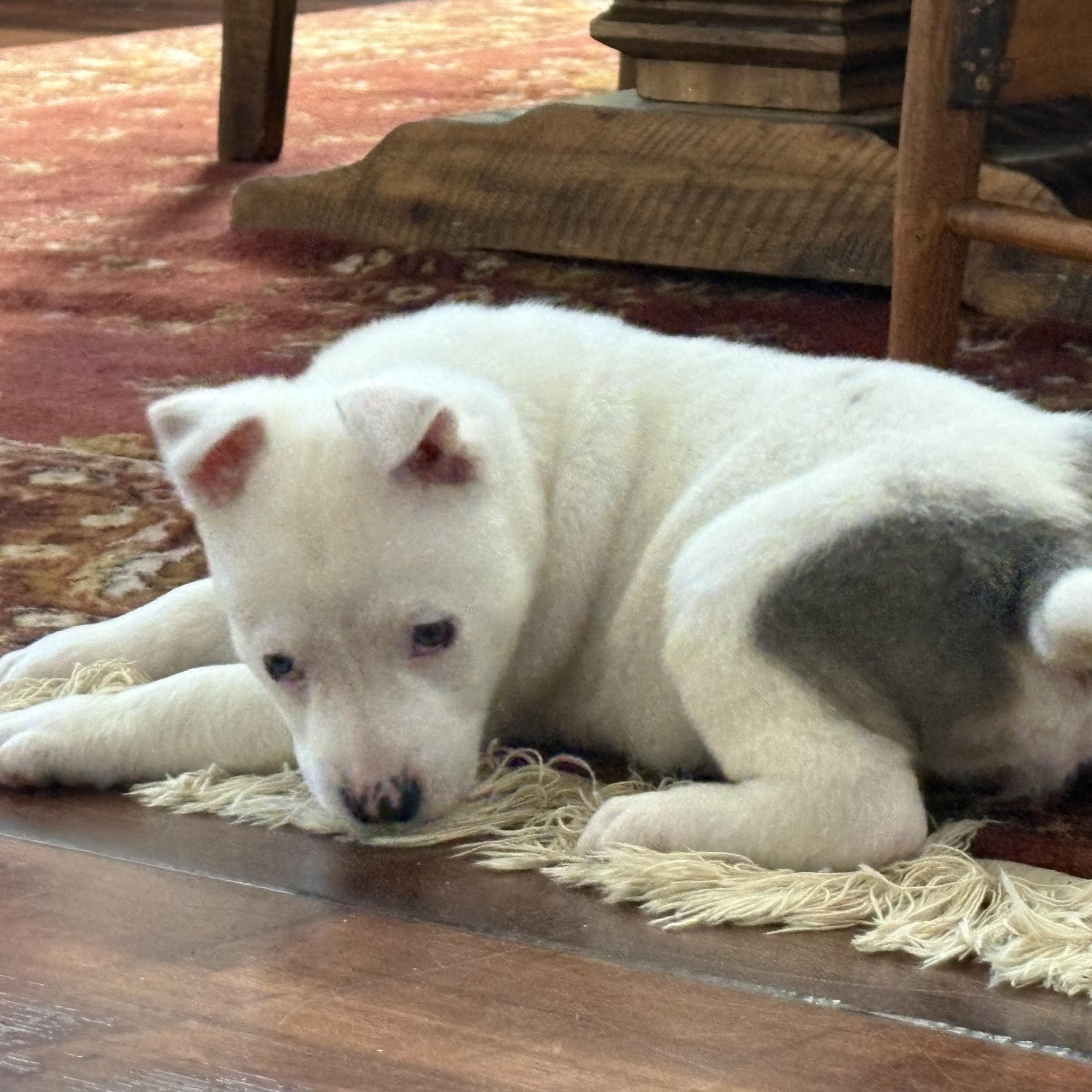 Enlarge BLANCA, an adopted mixed breed in Morgan Hill, CA image 6/6