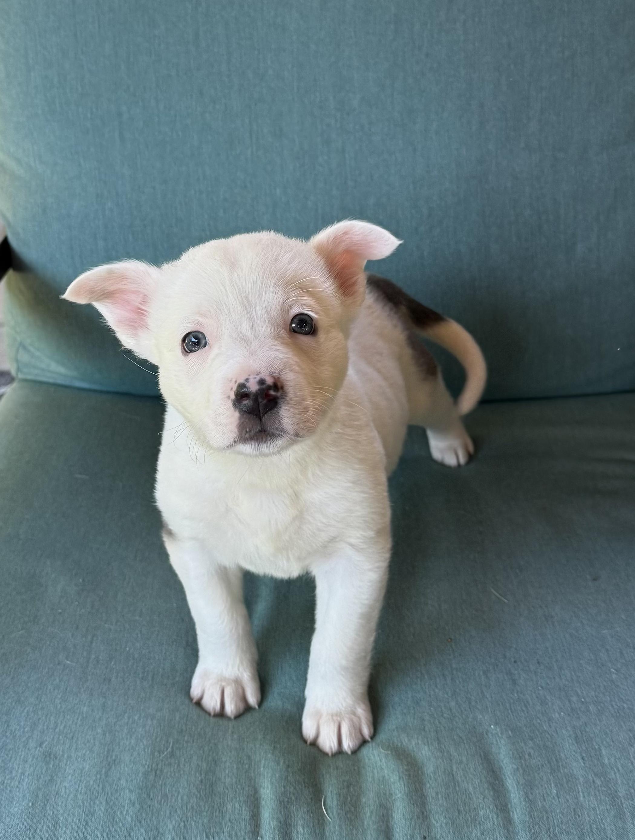 Enlarge BLANCA, an adopted mixed breed in Morgan Hill, CA image 2/6