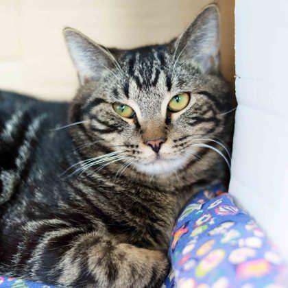 Enlarge Nutmeg, a Adoptable mixed breed in Atlanta, GA image 1/1