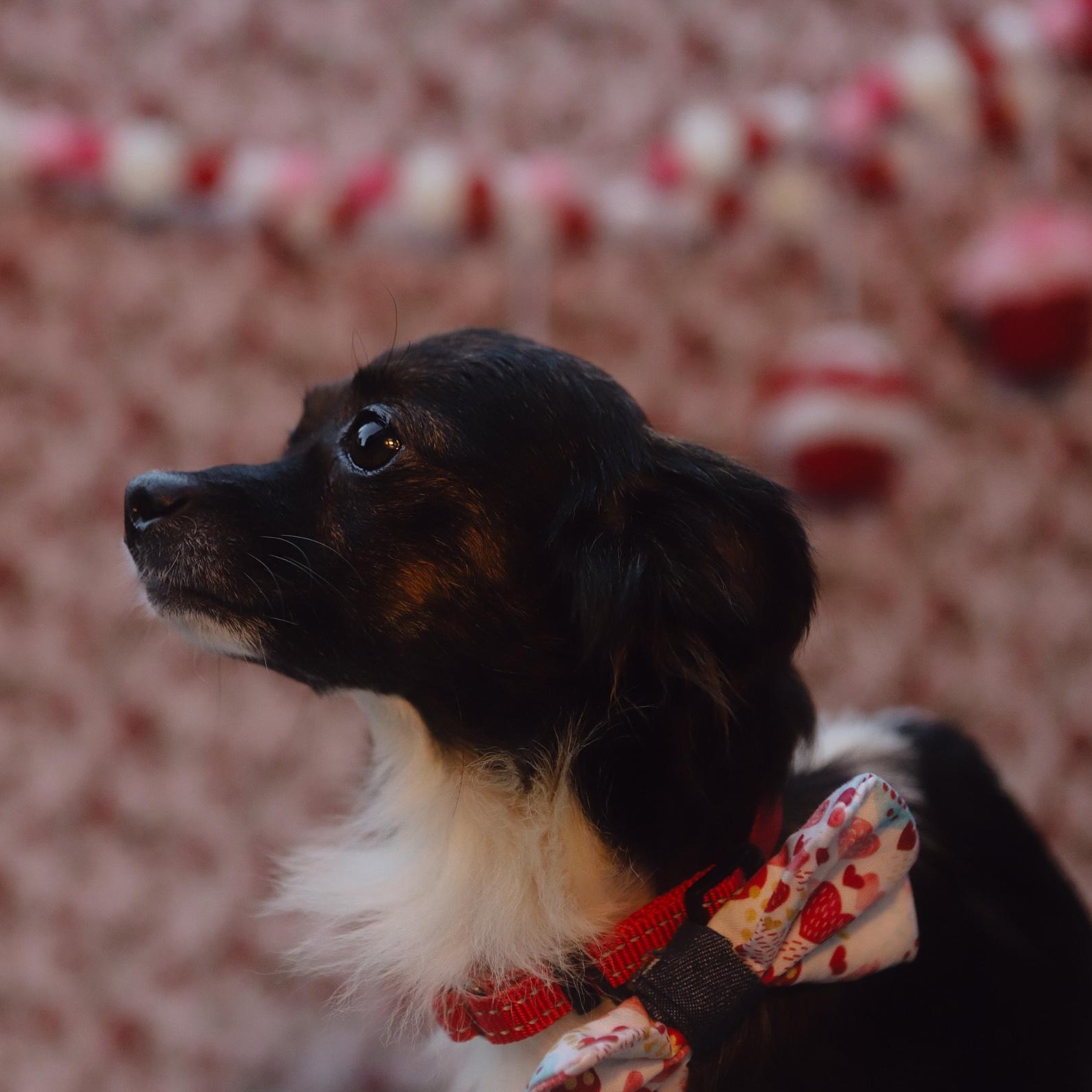 Enlarge Tasha , a ADOPTABLE mixed breed in San Juan, PR image 2/6