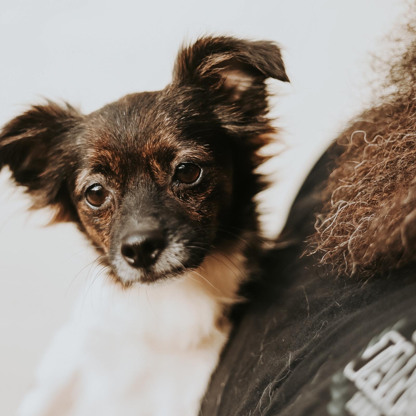 Enlarge Tasha , a ADOPTABLE mixed breed in San Juan, PR image 2/6