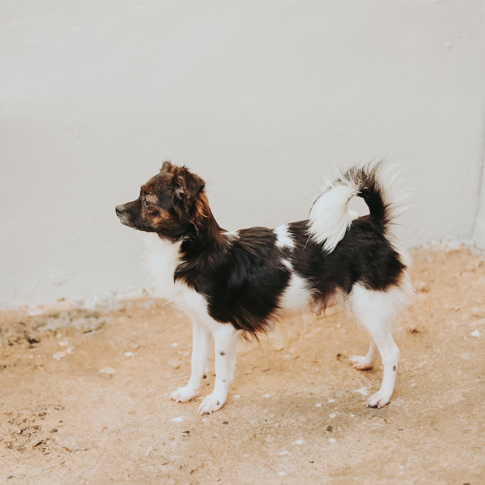 Enlarge Tasha , a ADOPTABLE mixed breed in San Juan, PR image 5/6