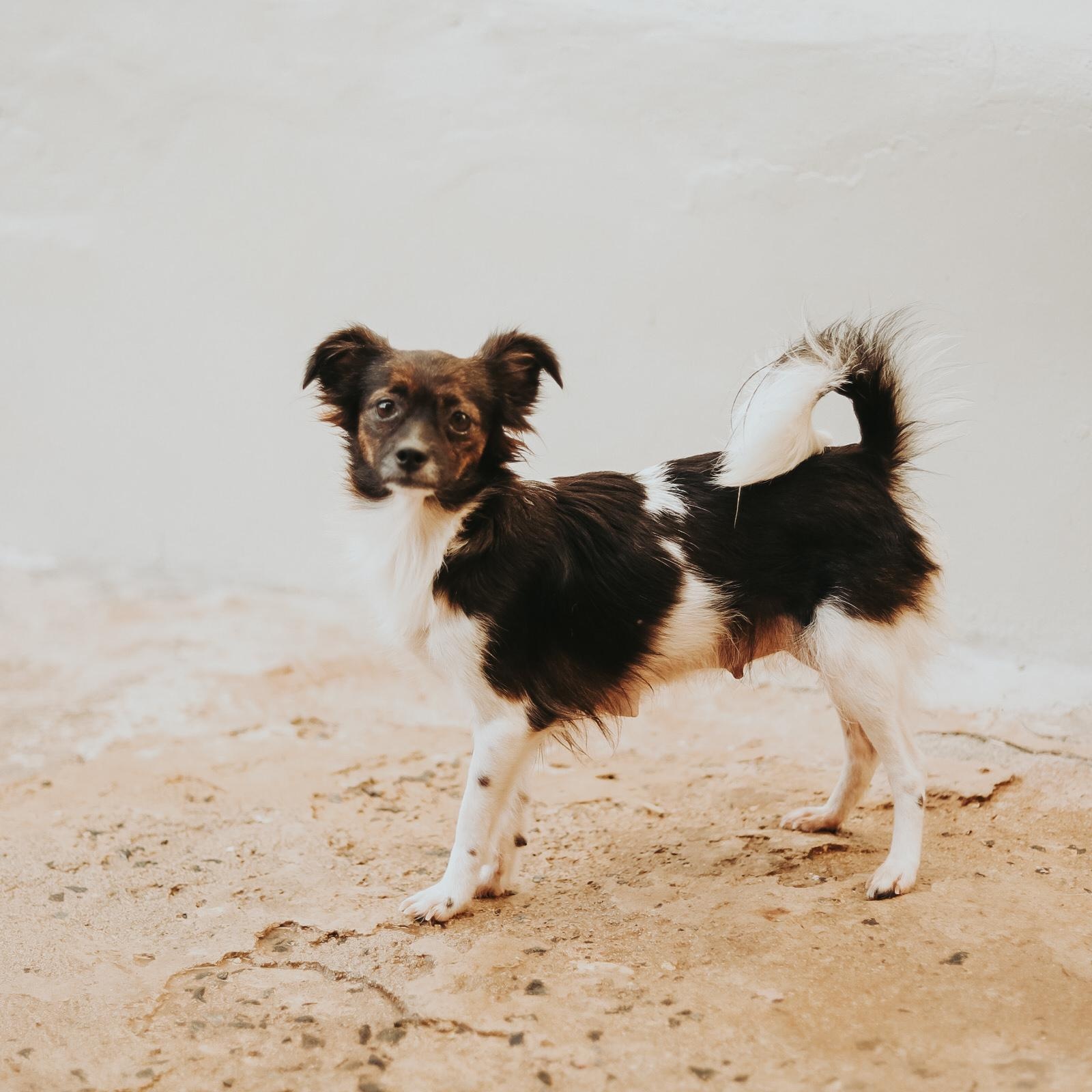 Enlarge Tasha , a ADOPTABLE mixed breed in San Juan, PR image 1/6