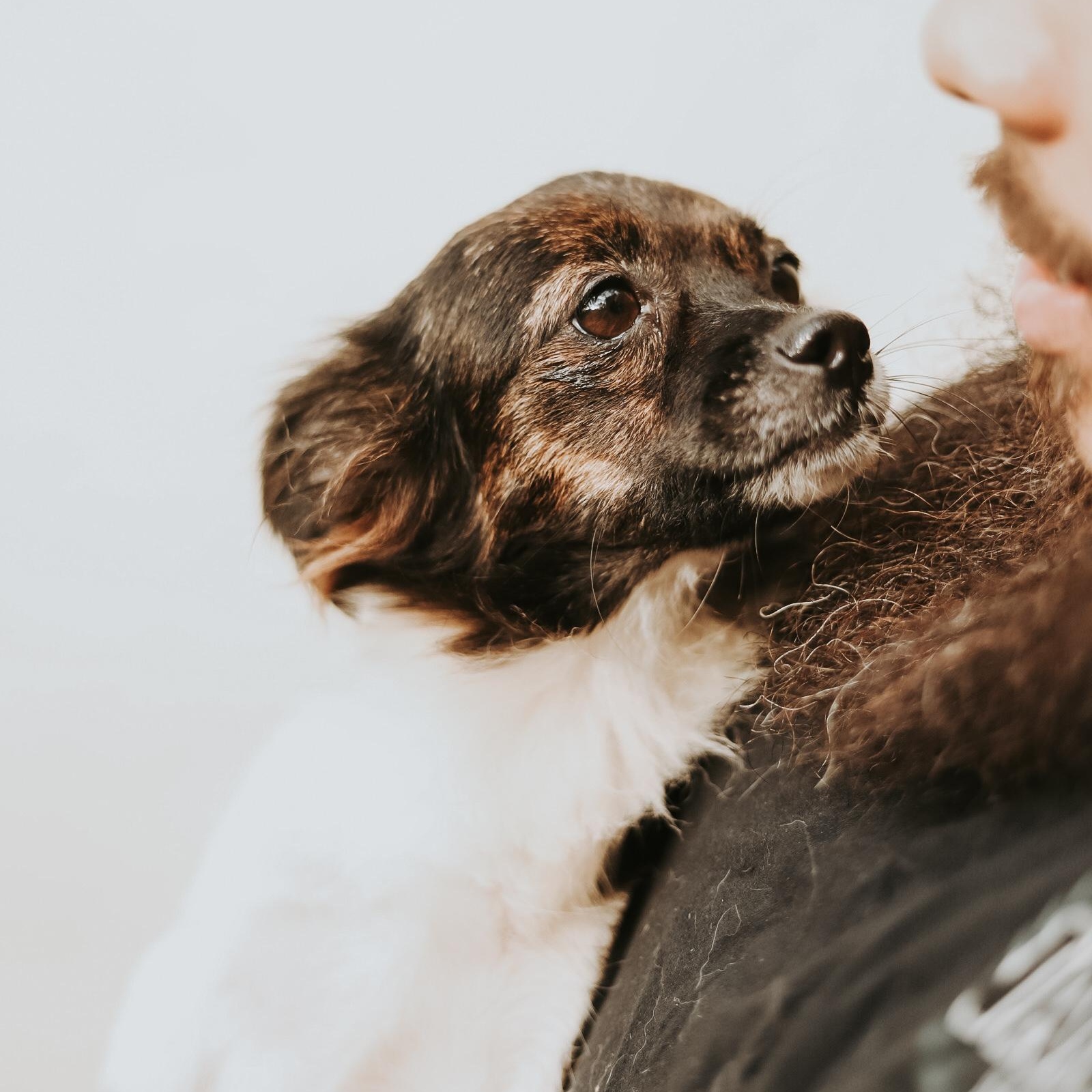 Enlarge Tasha , a ADOPTABLE mixed breed in San Juan, PR image 4/6