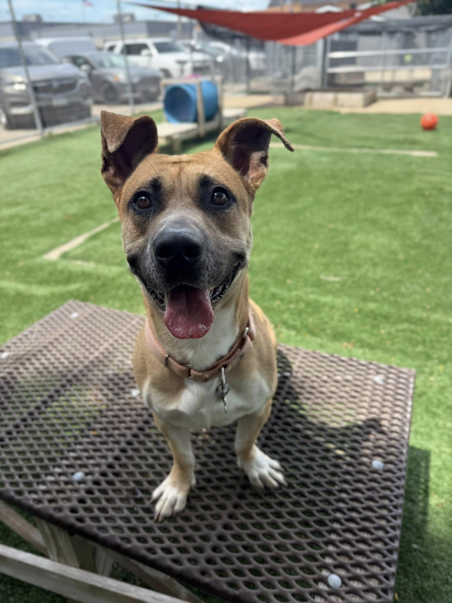 Apollo, Adopted, Adult Male Shepherd.