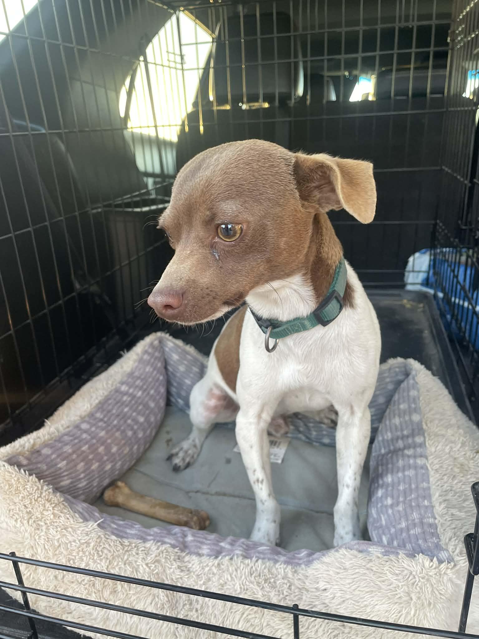 Enlarge Rocco , a ADOPTABLE mixed breed in Gainesville, VA image 2/2