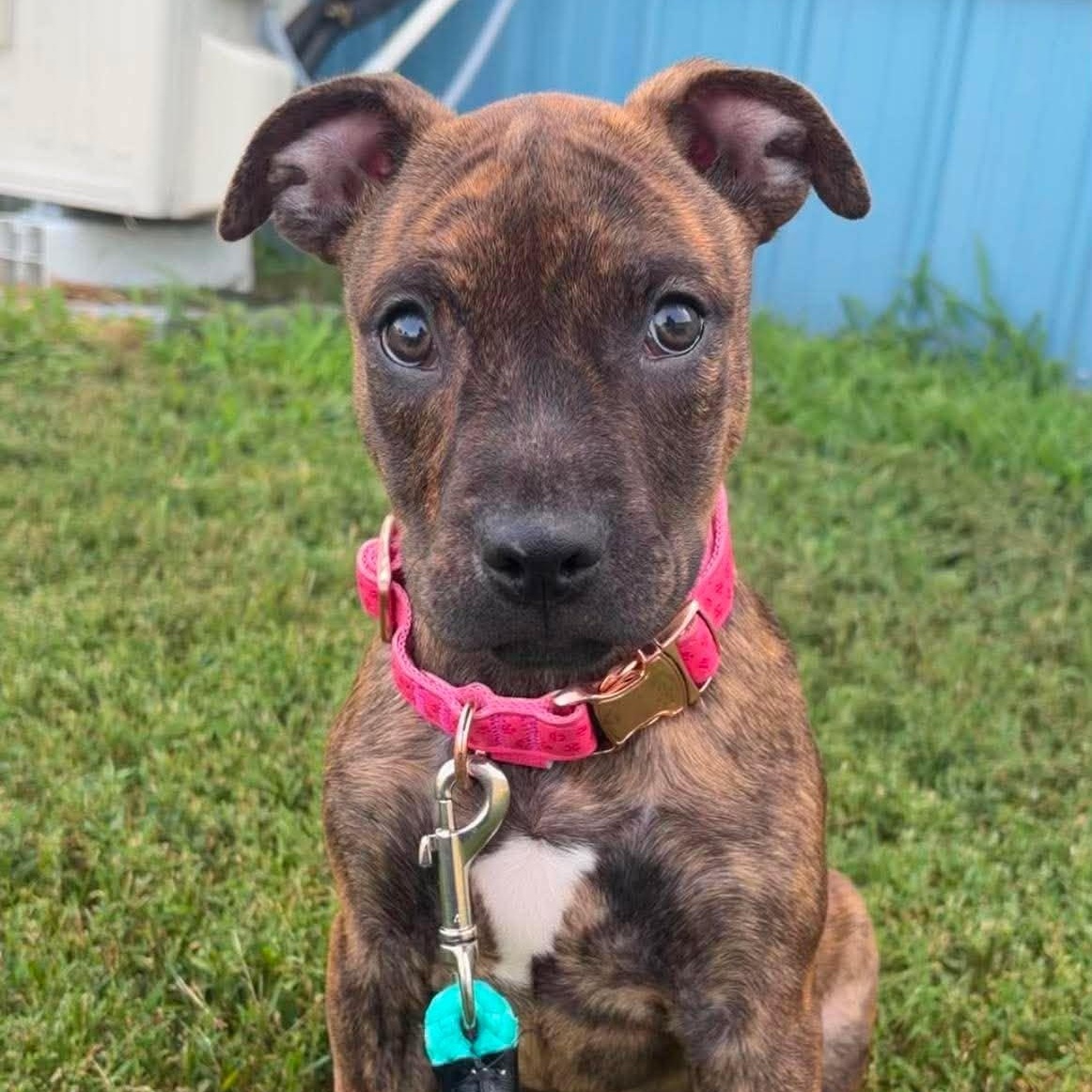 Enlarge Sable, a ADOPTABLE Pit Bull Terrier in Valparaiso, IN image 1/1