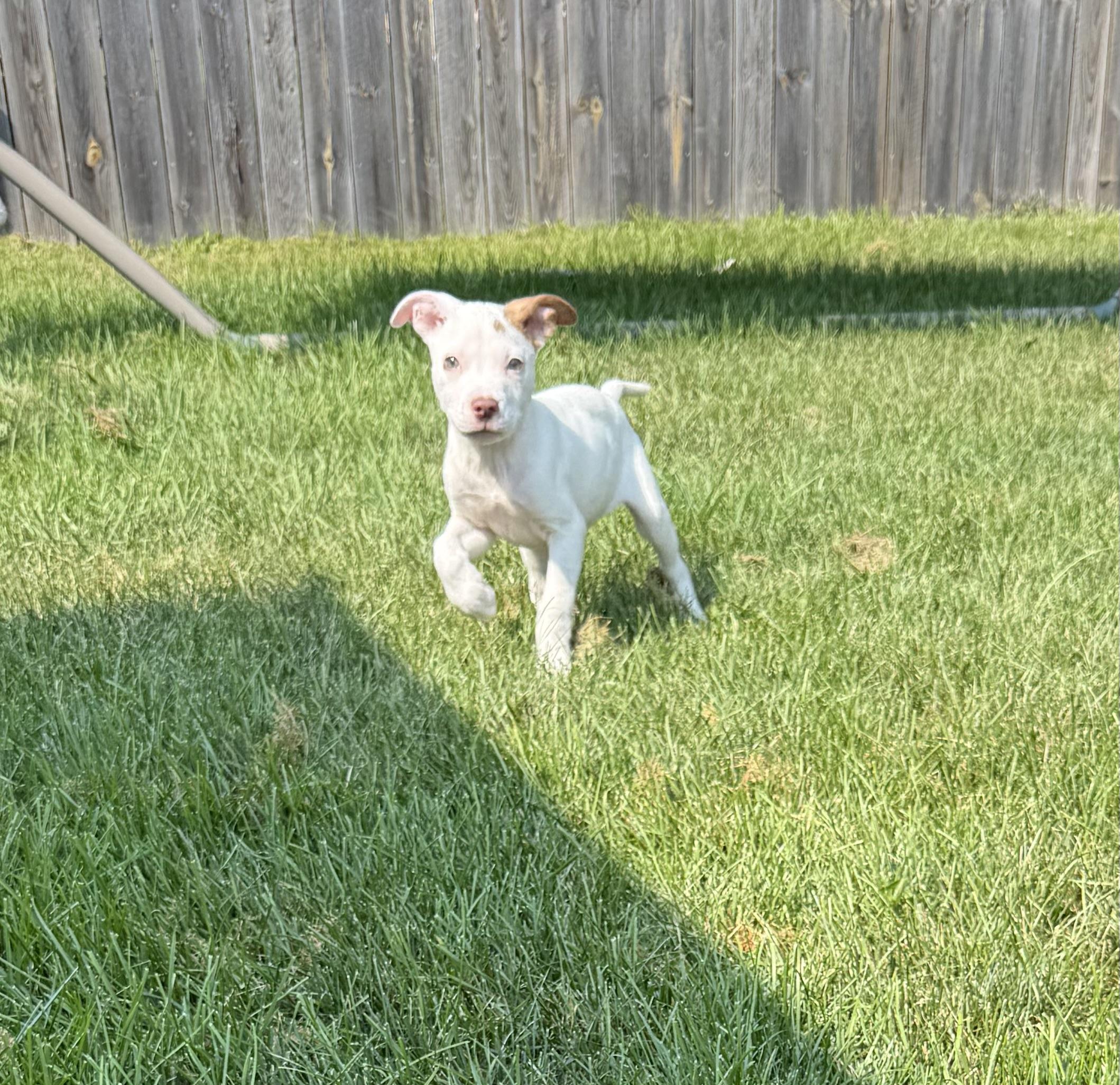 Milo