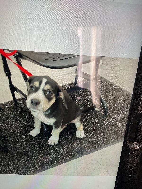 Billy bob, Adoptable, Young Male Mixed Breed.