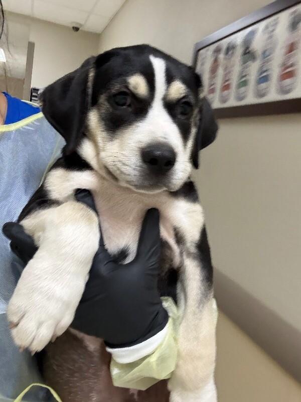Enlarge Billy bob, a Adoptable Mixed Breed in Hobbs, NM image 2/3