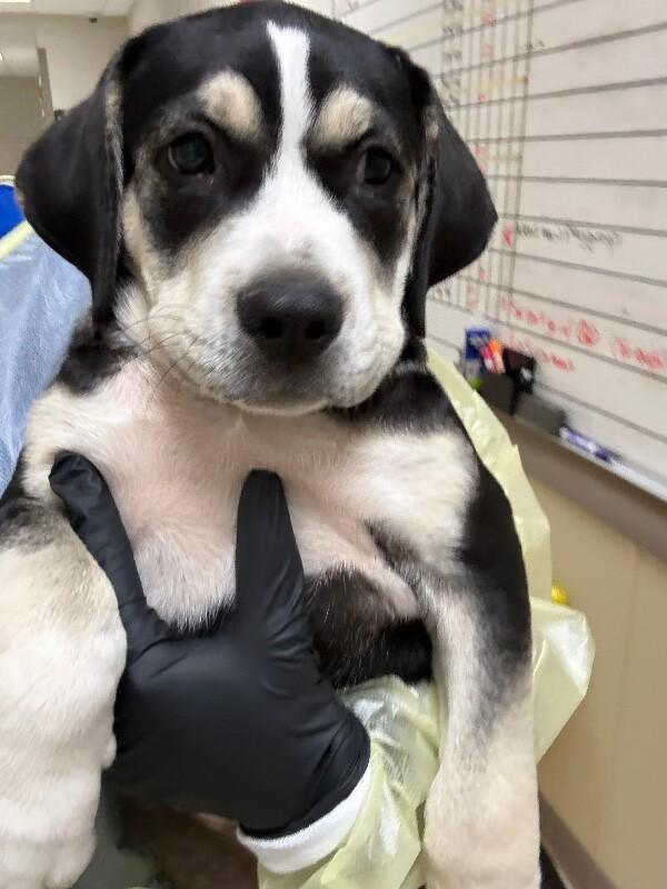 Enlarge Billy bob, a Adoptable Mixed Breed in Hobbs, NM image 3/3