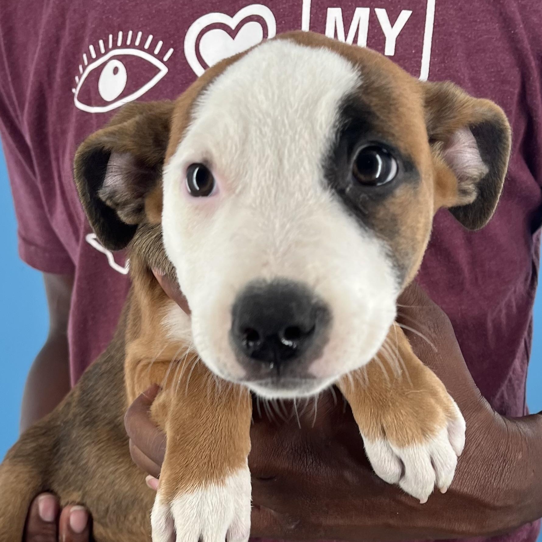 Remy - Local August 22-24, Baby Female unknown