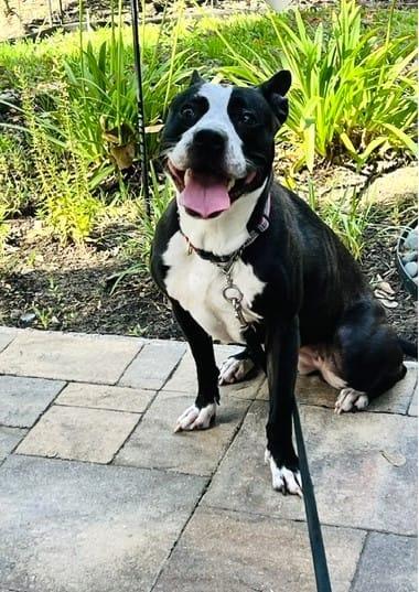 Iris, a Adoptable mixed breed in Yonkers, NY image 4/6