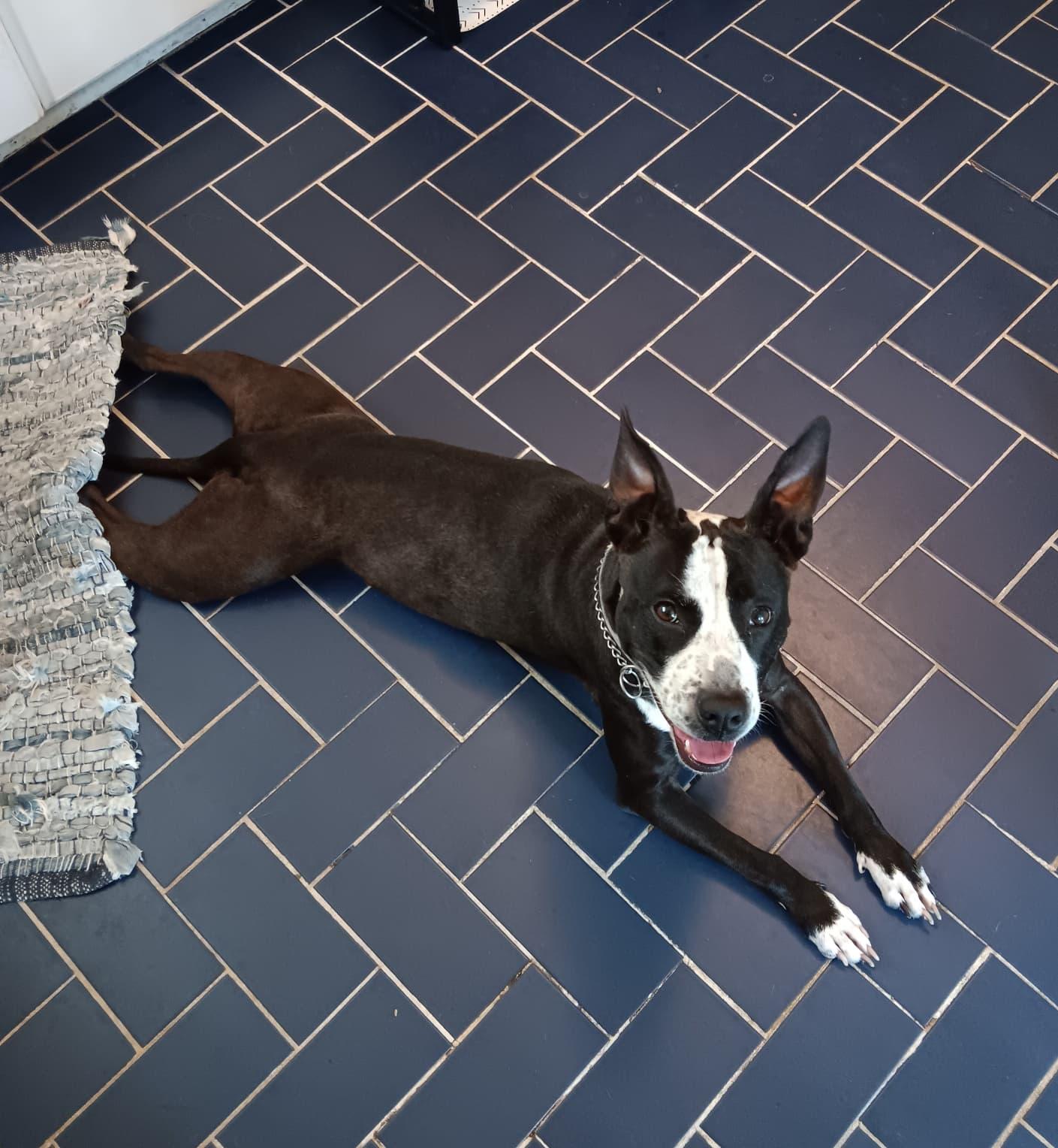 Iris, a Adoptable mixed breed in Yonkers, NY image 3/6