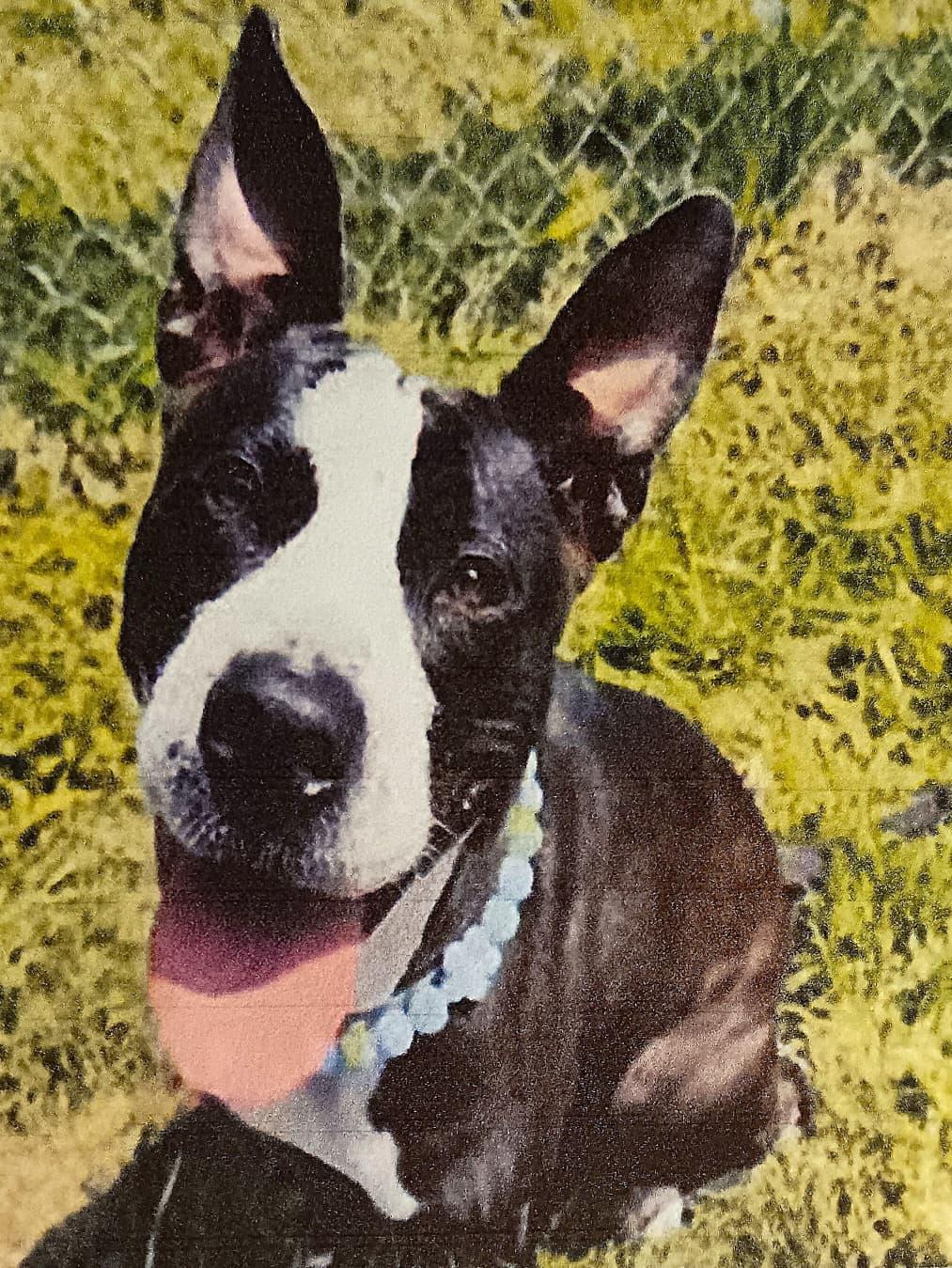 Iris, a Adoptable mixed breed in Yonkers, NY image 2/6