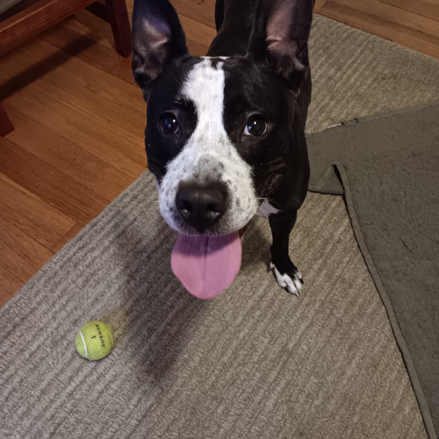 Iris, Adoptable, Adult Female Staffordshire Bull Terrier.