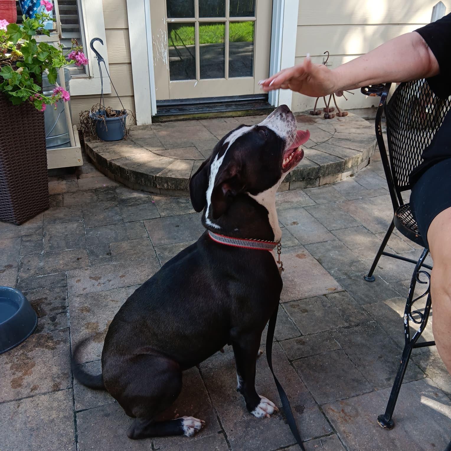 Iris, a Adoptable mixed breed in Yonkers, NY image 5/6