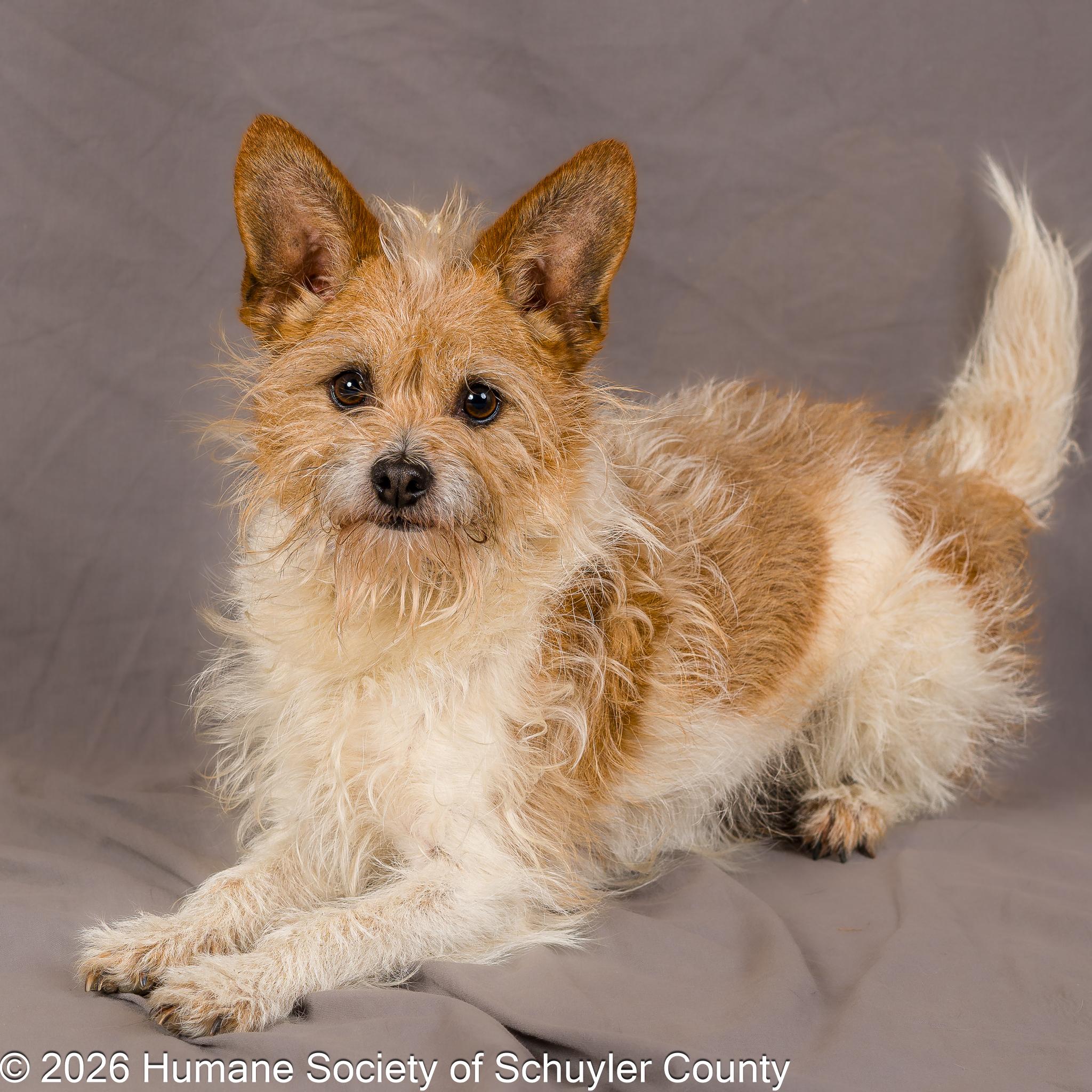 Enlarge Gizmo , a ADOPTABLE mixed breed in Montour Falls, NY image 2/3