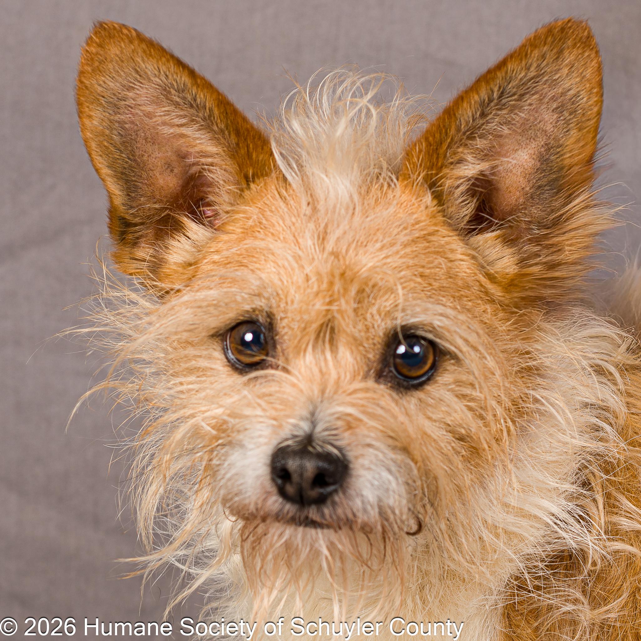 Enlarge Gizmo , a ADOPTABLE mixed breed in Montour Falls, NY image 1/3