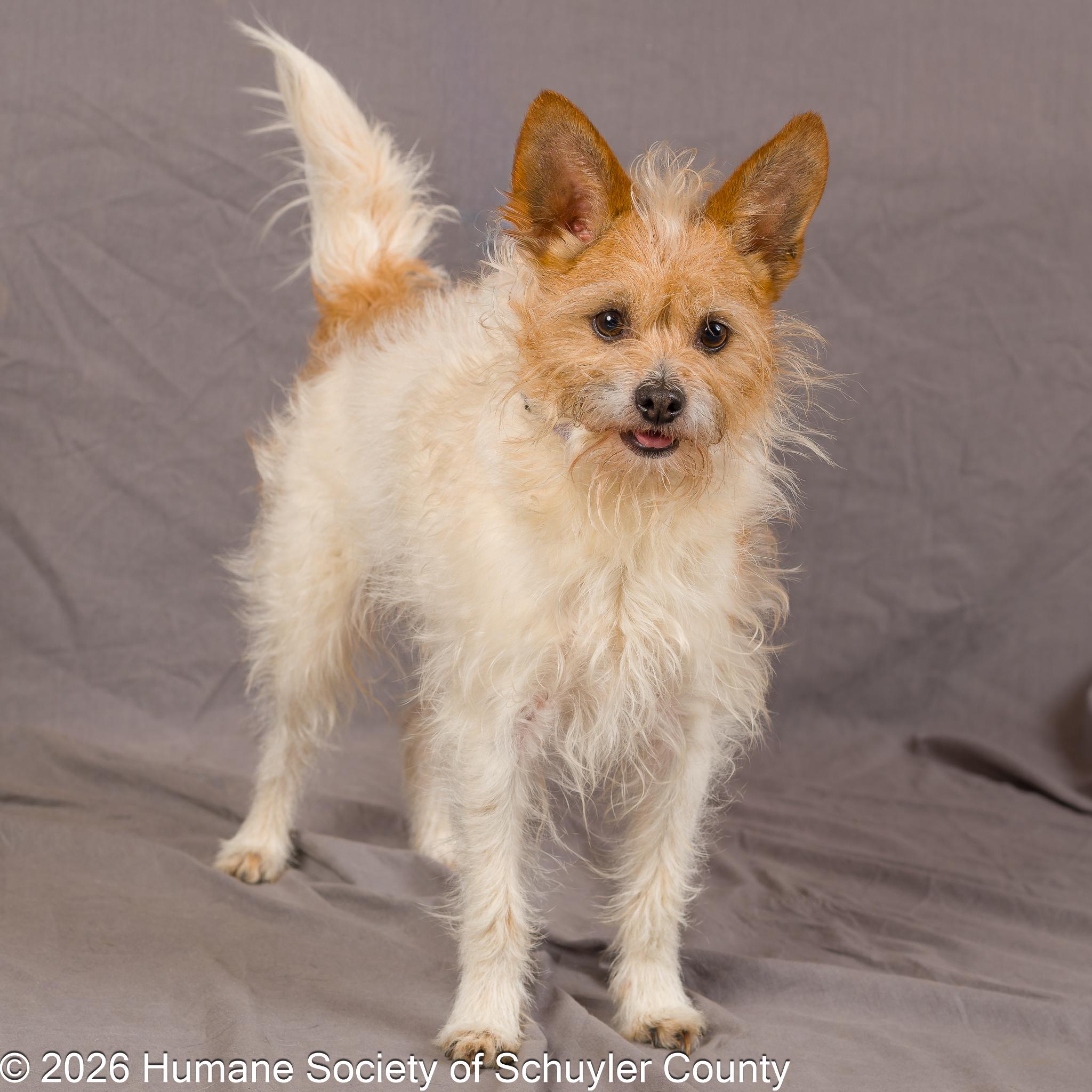 Enlarge Gizmo , a ADOPTABLE mixed breed in Montour Falls, NY image 3/3