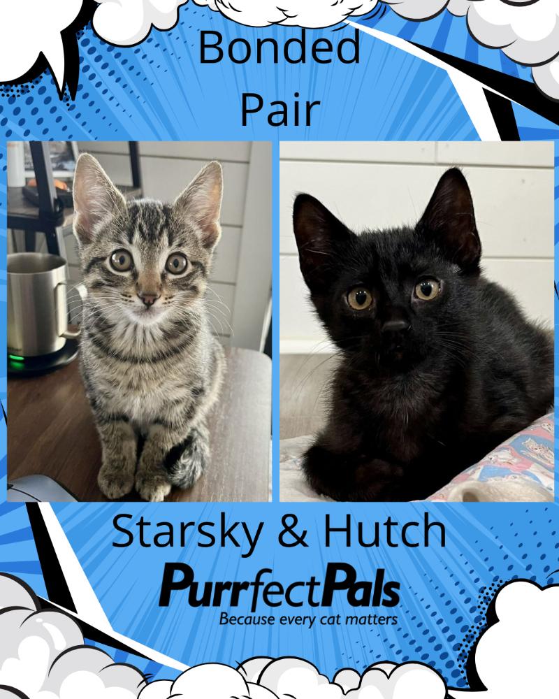 Enlarge Hutch, a Adoptable Domestic Short Hair in Arlington, WA image 1/4