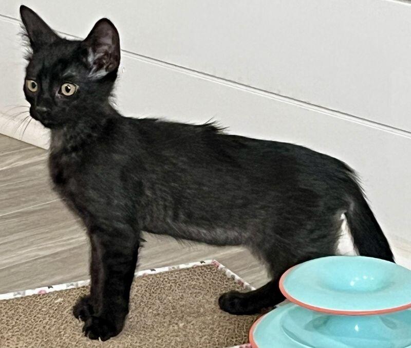 Enlarge Hutch, a Adoptable Domestic Short Hair in Arlington, WA image 2/4