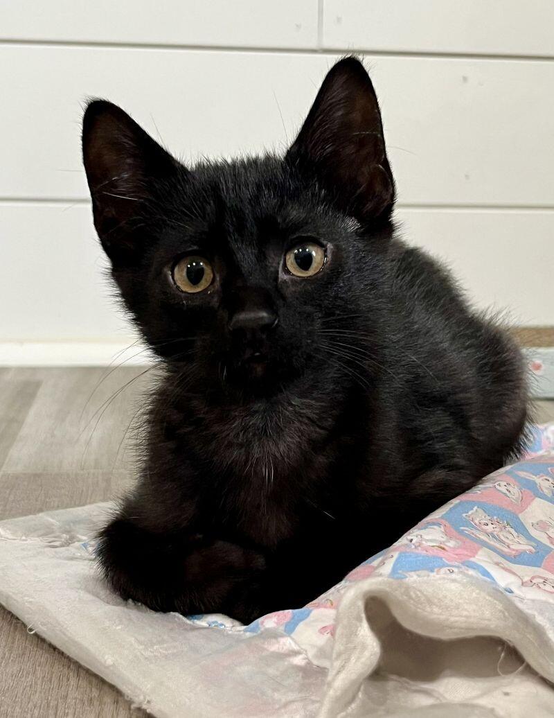 Enlarge Hutch, a Adoptable Domestic Short Hair in Arlington, WA image 3/4