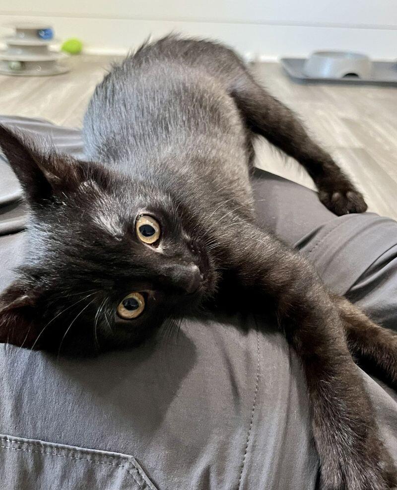 Enlarge Hutch, a Adoptable Domestic Short Hair in Arlington, WA image 4/4